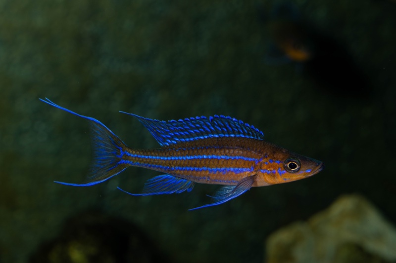 Paracyprichromis nigripinnis 'Kantalamba'